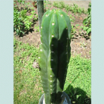 Сан Педро, семена (Trichocereus Pachanoi)