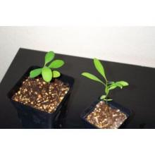Черенок Коки (erythroxylum coca) живое растение