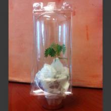 Черенок 4-6 см Mimosa Hostilis plant (4 - 6 cm) Jurema, Tenuiflora