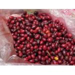 Семена коки (Erythroxylum coca) 25 штук