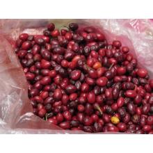 Семена коки (Erythroxylum coca) 25 штук